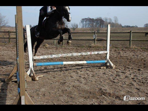 Anden særlig race SVALEGAARDEN ROLEX billede 22