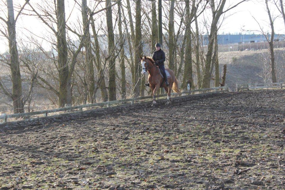 Frederiksborg Burgdorff Gucci <3 <3 - Galop
Foto: Lotte Raunsgaard billede 13