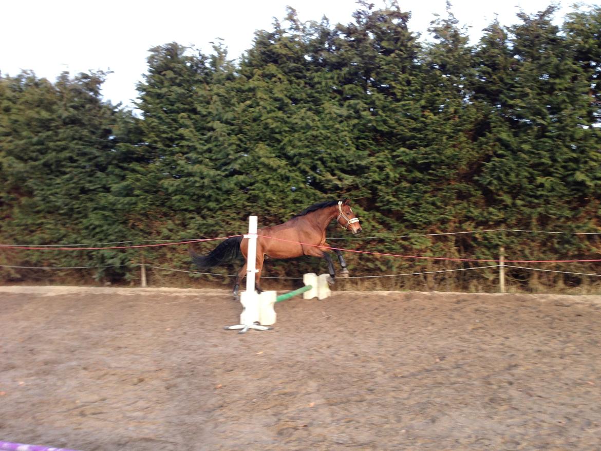 Anden særlig race Baltimore - Første gang vi løsspringer billede 8