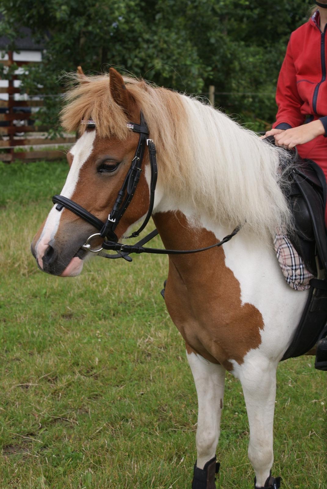 Pinto LAUGES FIONA - Velkommen til filles profil.....<3 billede 1