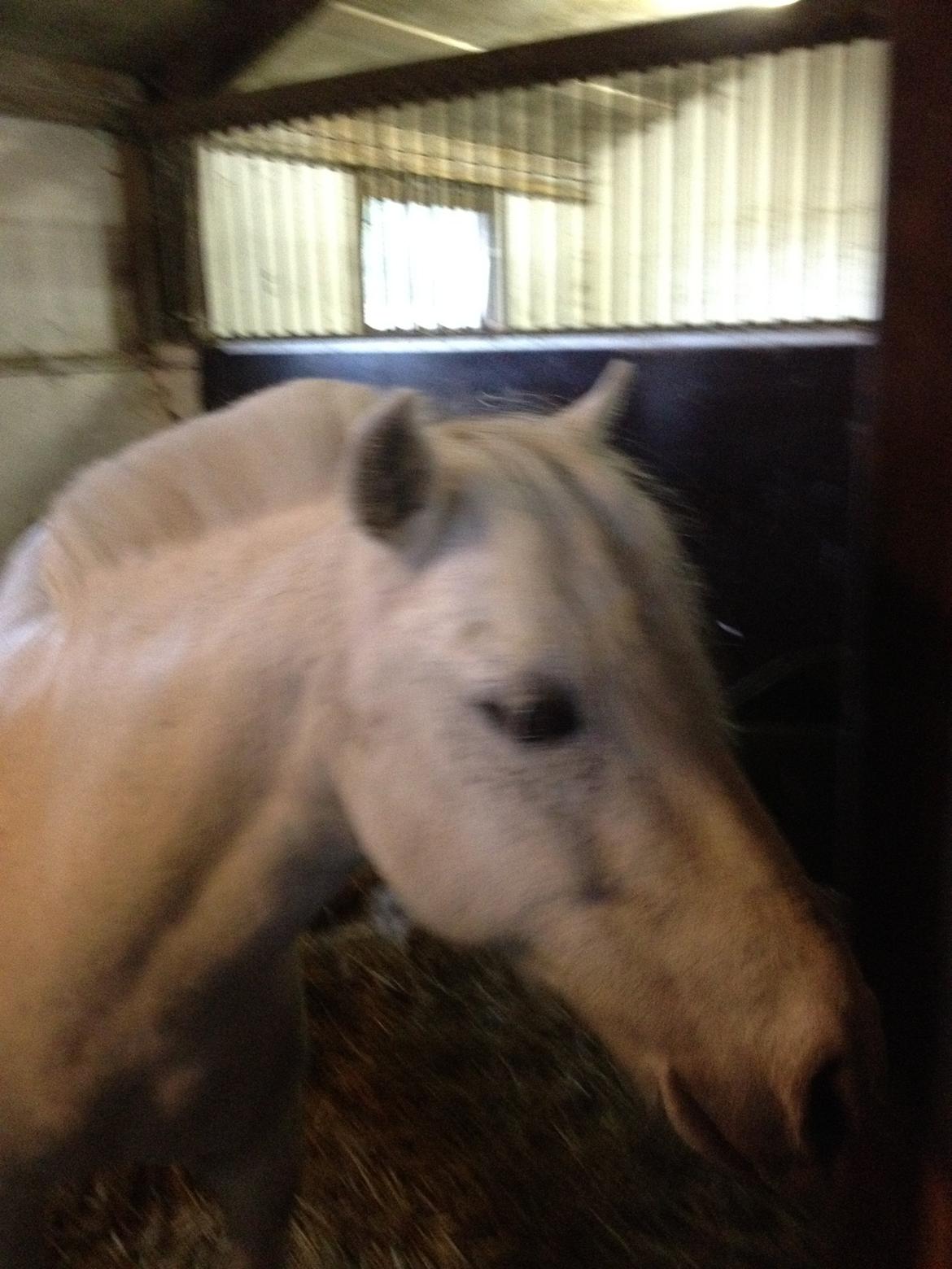 Anden særlig race Kalhaves Laban billede 16