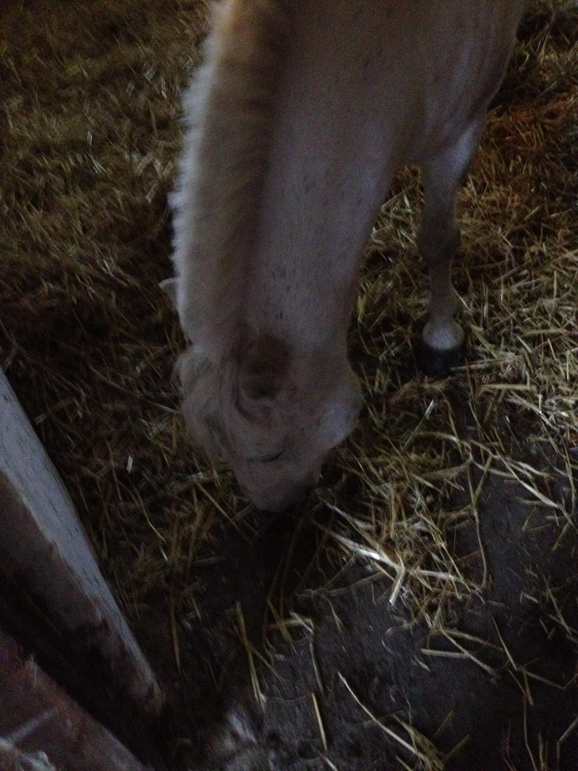 Anden særlig race Kalhaves Laban billede 17