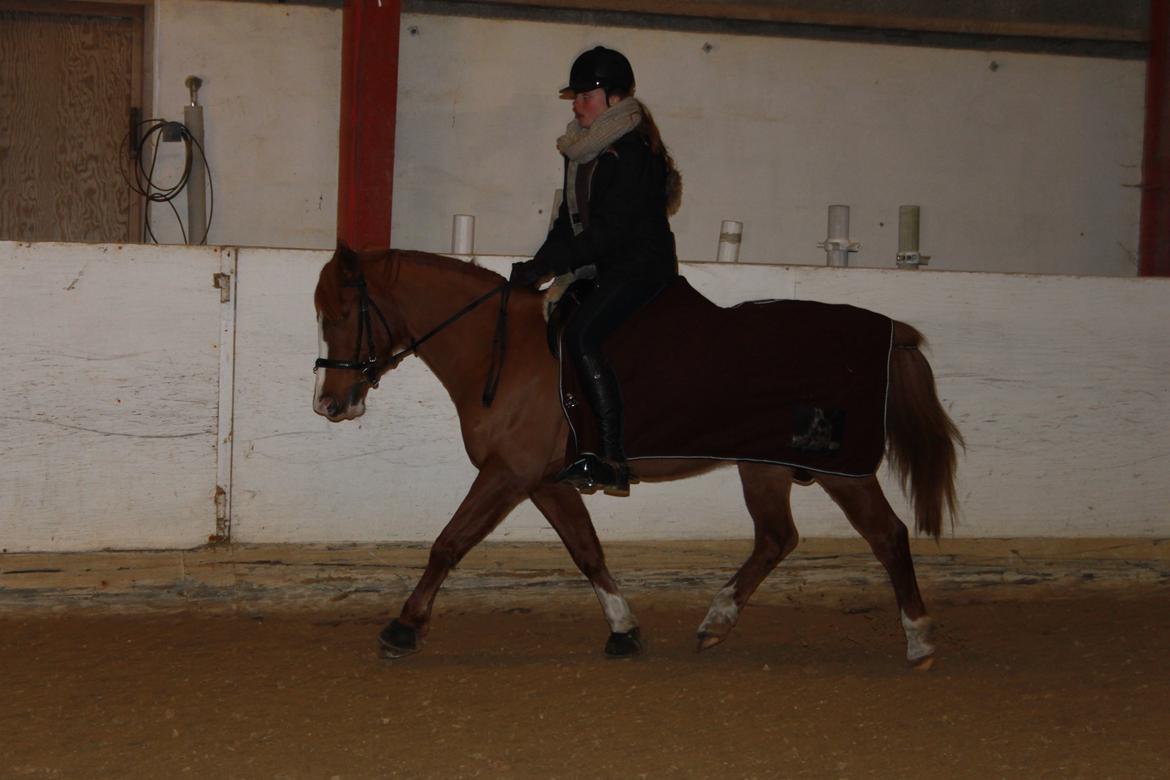 Anden særlig race Beauty buttefly-flip |Soulmate| - Dressur februar 2013 <3
foto: Sille<3 billede 8