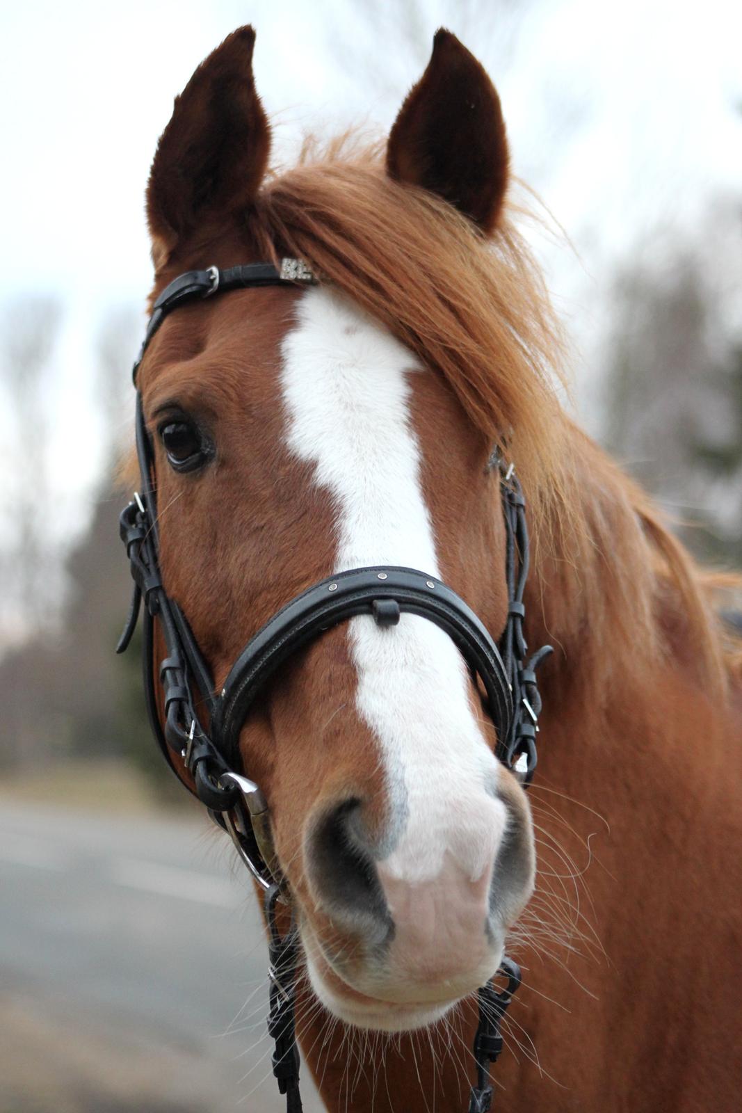 Anden særlig race Beauty buttefly-flip |Soulmate| - „De bedste og smukkeste ting i verden kan hverken ses eller røres, de må opleves med hjertet.“
foto: sille! <3 billede 13