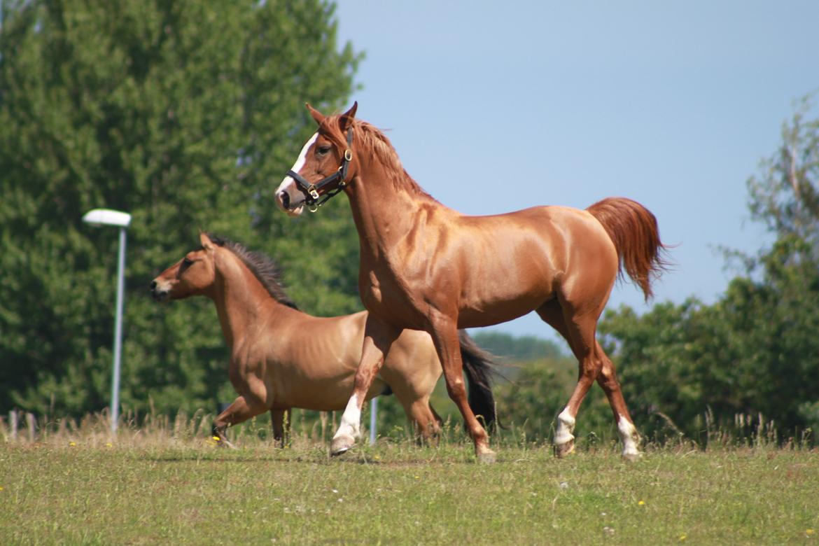 Anden særlig race Beauty buttefly-flip |Soulmate| - „If I could give you one thing in life, I would give you the ability to see yourself through my eyes, only then you would realize how special you are to me.“
sommer 2012
foto: Siller <3 billede 4