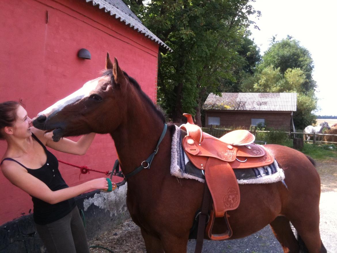 Anden særlig race Chinook - Glad lille hest inden undervisning i western :o) billede 9