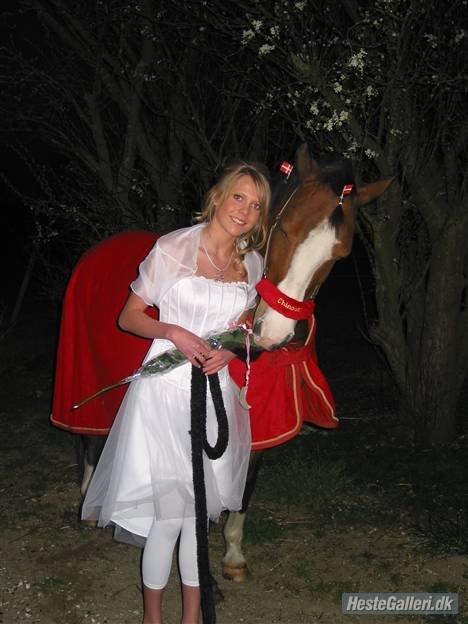 Anden særlig race Chinook - Chinook som var så fint pyntet til min konfirmation :-) billede 15