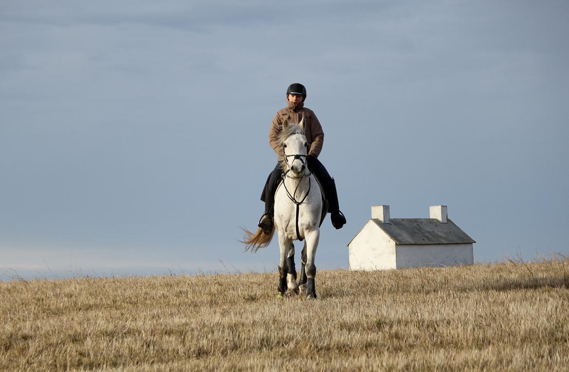Connemara - Hedegårdens Junker |B-pony| - "Jeg elsker dine strålende, dejlige og glade øjne mere end noget andet på jorden<3!" Årets første terræntræning 2013. billede 14