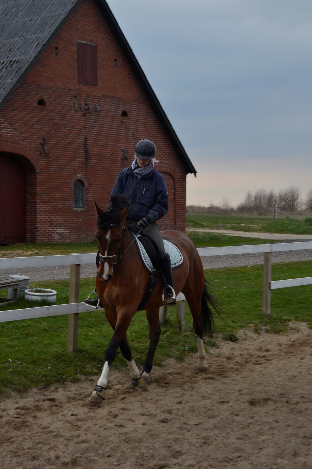 Anden særlig race Lazal billede 17