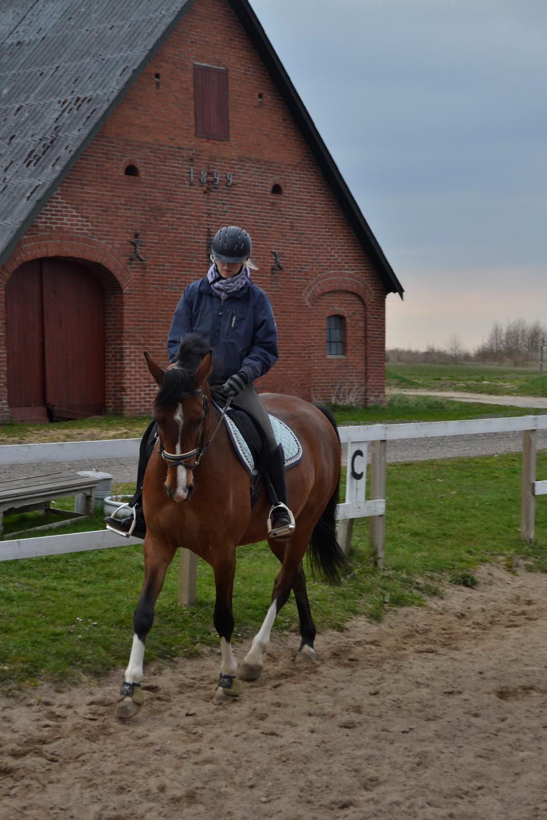 Anden særlig race Lazal billede 1