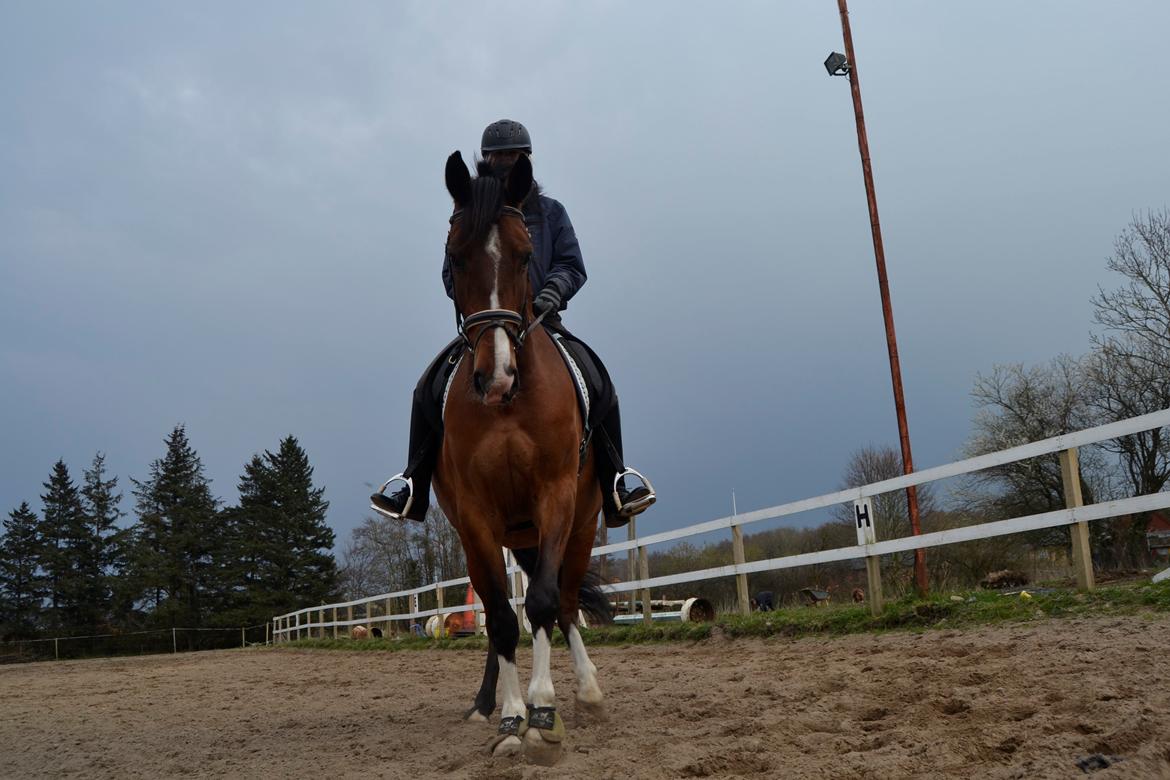 Anden særlig race Lazal billede 2