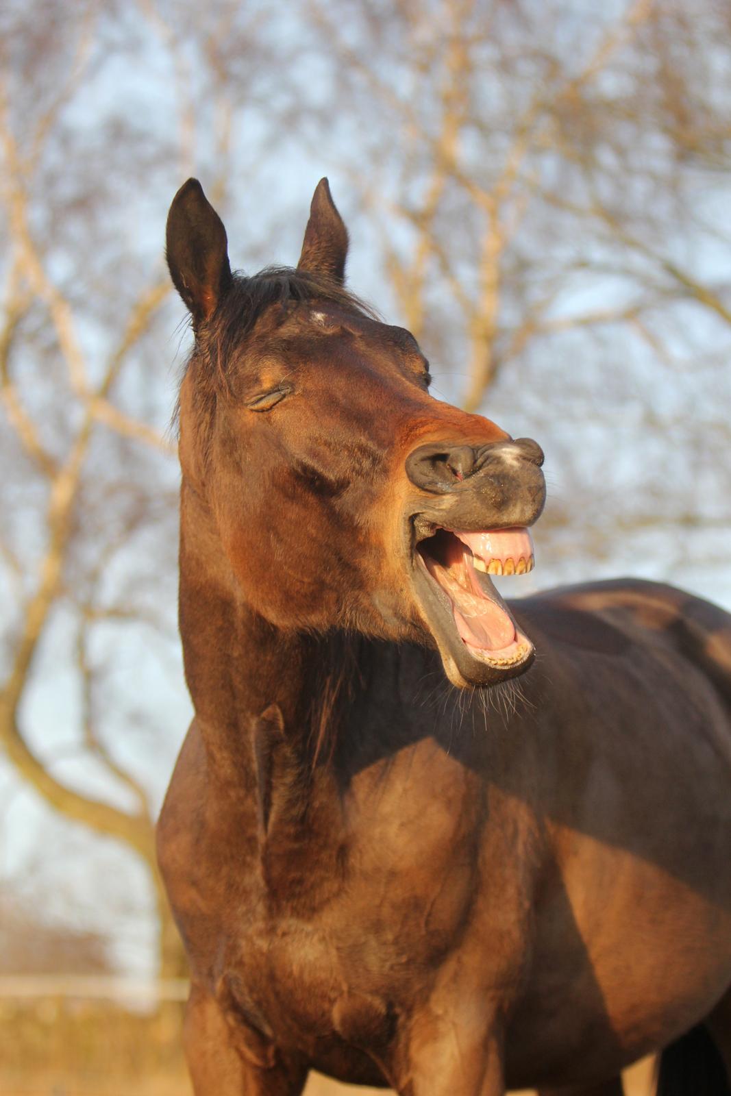 Trakehner Roxette - Hård fotosession på folden - marts 13 billede 3