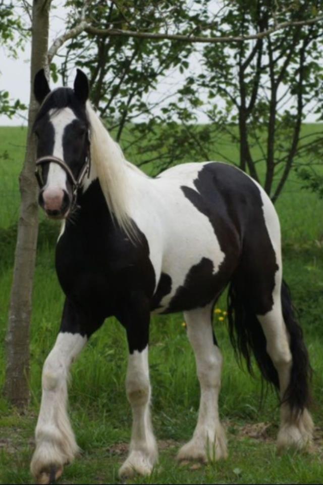 Irish Cob Hauge's Gilroy - Velkommen til Gibbs billede 1