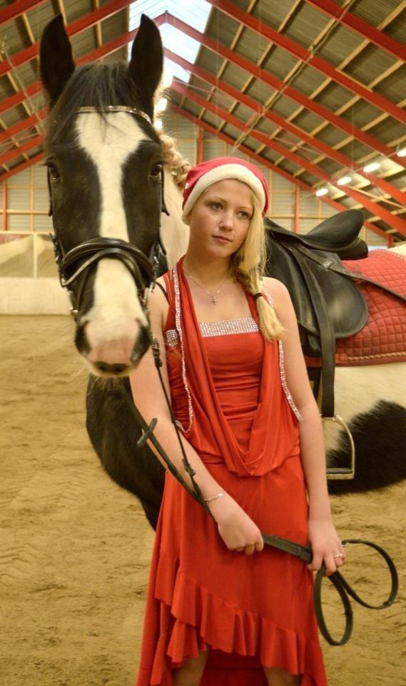 Irish Cob Hauge's Gilroy - Foto shoot med den bedste <3 billede 4