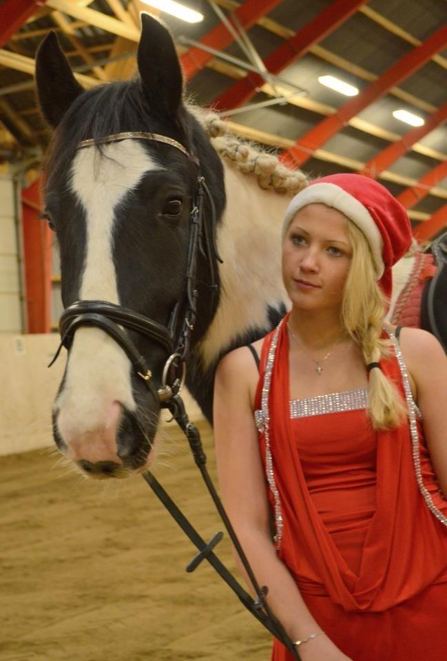Irish Cob Hauge's Gilroy billede 5