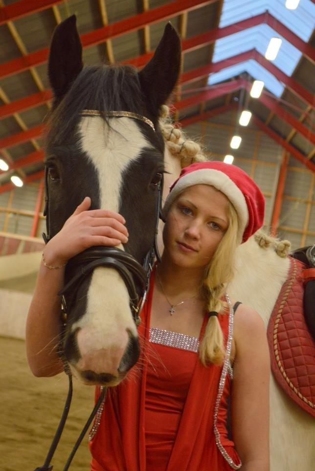 Irish Cob Hauge's Gilroy billede 6