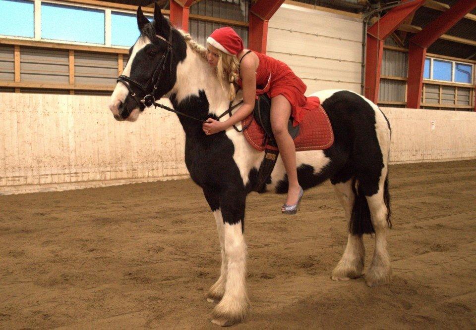 Irish Cob Hauge's Gilroy billede 8