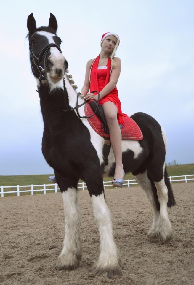 Irish Cob Hauge's Gilroy billede 9