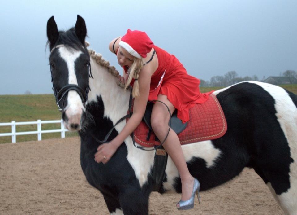 Irish Cob Hauge's Gilroy billede 10