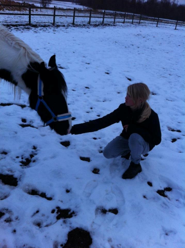 Irish Cob Hauge's Gilroy billede 12