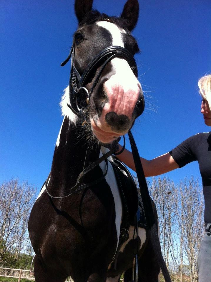 Irish Cob Hauge's Gilroy billede 13