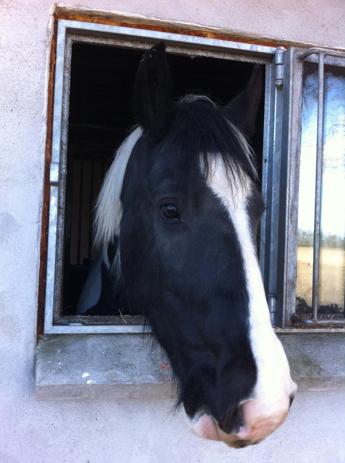 Irish Cob Hauge's Gilroy billede 14