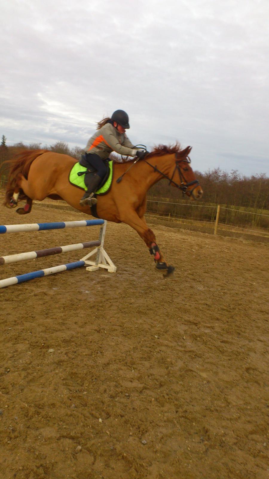 Anden særlig race Casmir billede 10