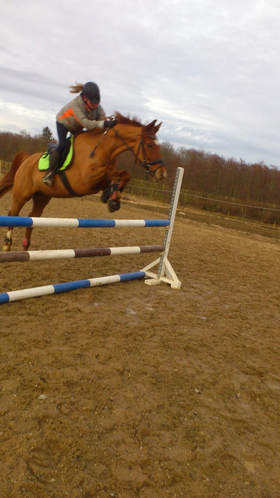 Anden særlig race Casmir billede 11