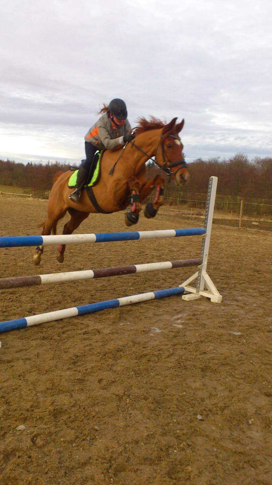 Anden særlig race Casmir billede 13