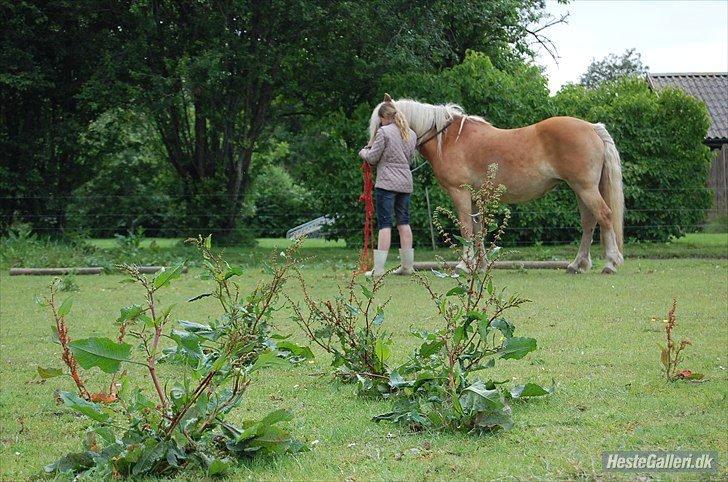 Haflinger Burgi - savnet og elsket billede 16