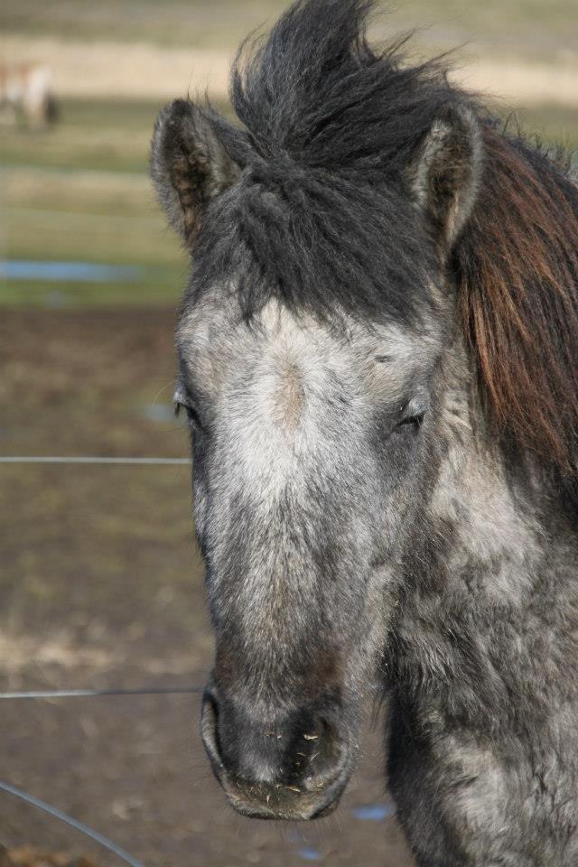 Islænder aöall Sendt  tilbage billede 8