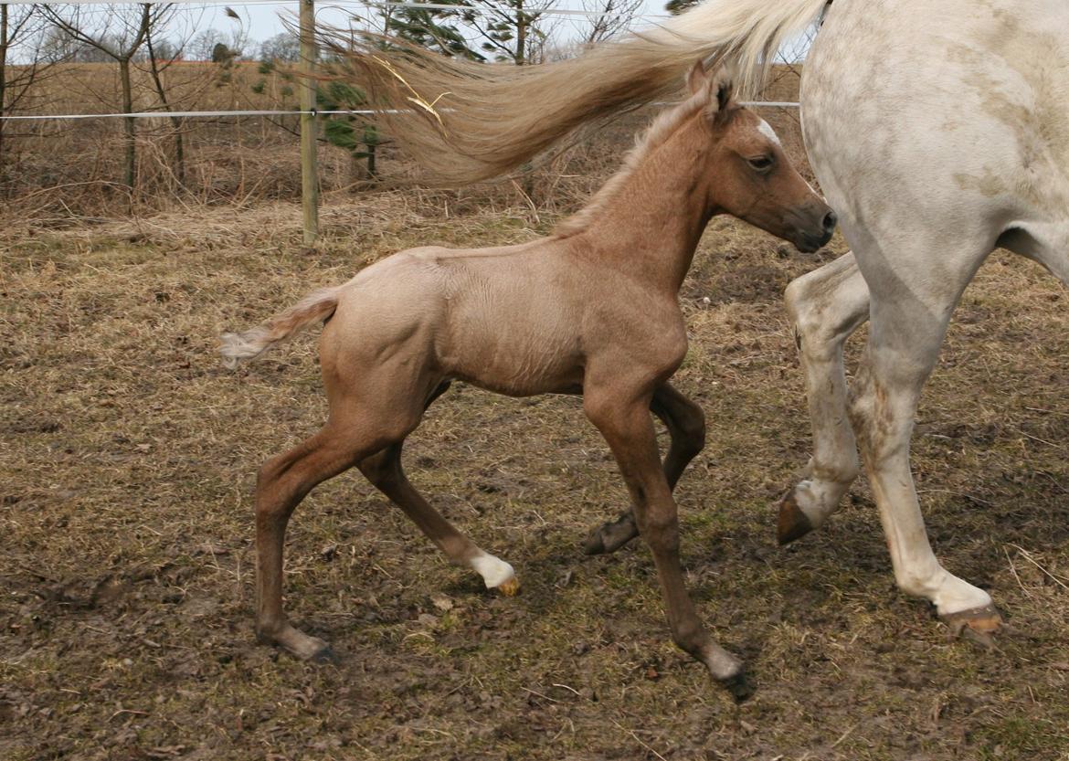 DSP Lykkebo Darleen - 1 dag gammel billede 5