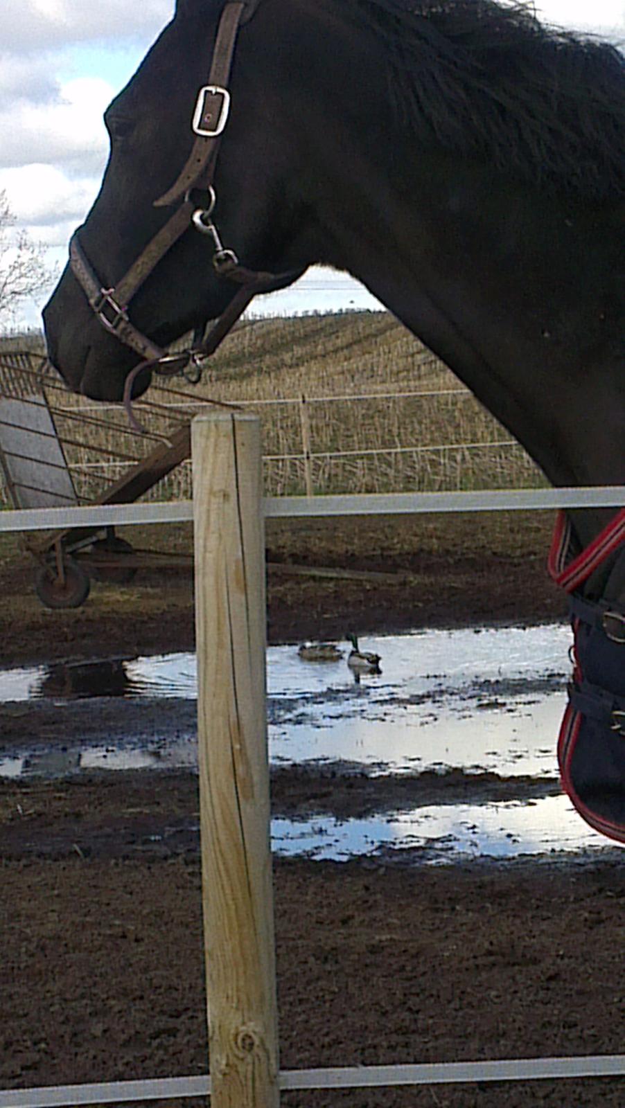 Dansk Varmblod Hjælmsbjergs Like a lady - På fold hjemme - med Hr. & Fru and :) April 2012 billede 3