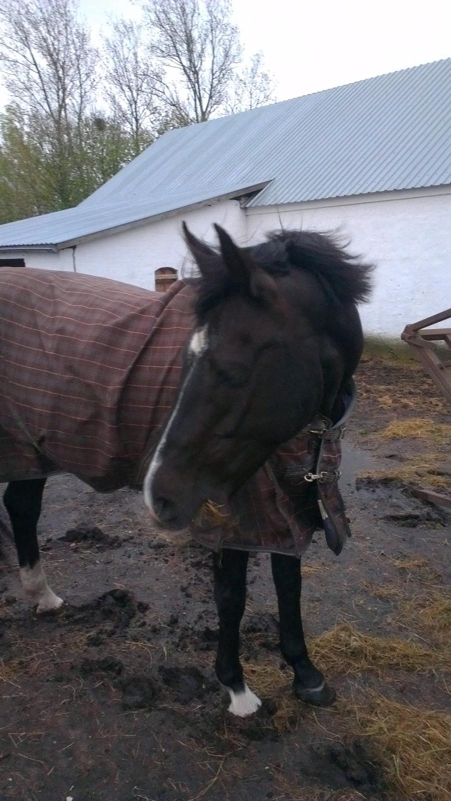 Dansk Varmblod Hjælmsbjergs Like a lady - Lox i maj 2012 billede 4