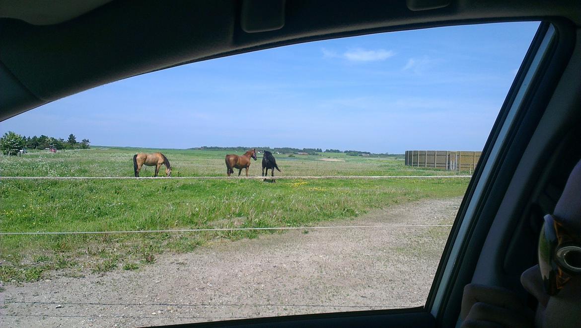 Dansk Varmblod Hjælmsbjergs Like a lady - Ankommet ved Hingst 28/5 2012 billede 5