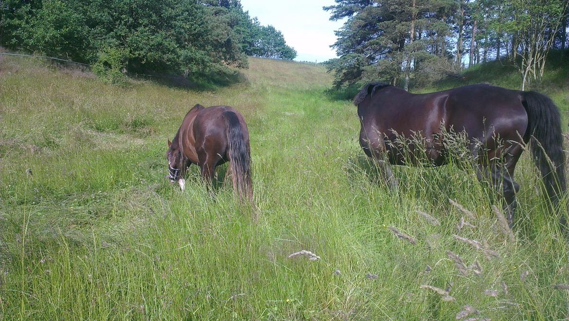 Dansk Varmblod Hjælmsbjergs Like a lady - I engen - sommeren 2012 billede 6