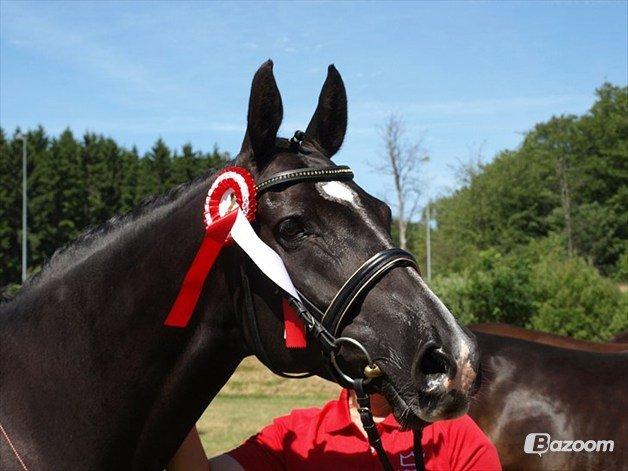 Dansk Varmblod Hjælmsbjergs Like a lady - Velkommen til Like a Lady's profil  billede 1