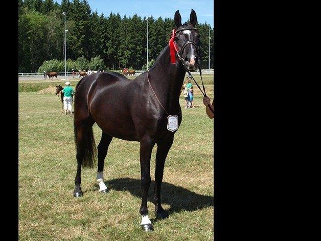 Dansk Varmblod Hjælmsbjergs Like a lady - Lånt tidligere ejer Karina billede 7