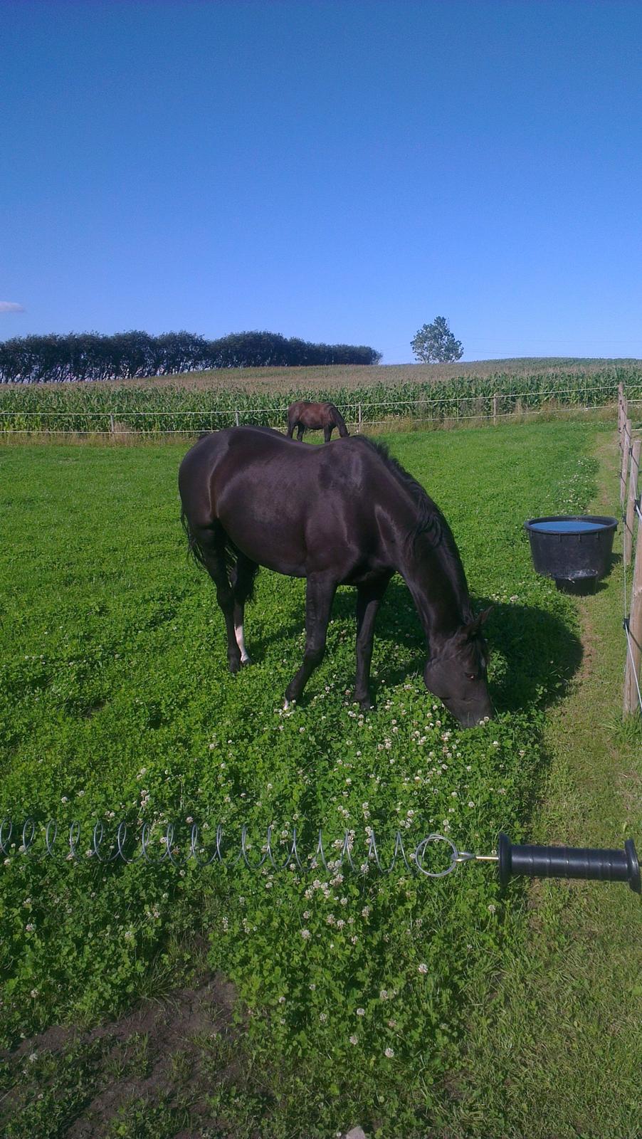 Dansk Varmblod Hjælmsbjergs Like a lady - Hjemme på græs august 2012 billede 8