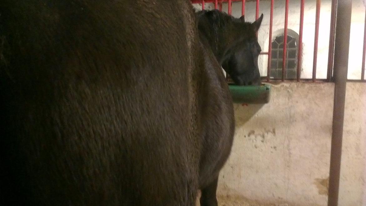 Dansk Varmblod Hjælmsbjergs Like a lady - Januar 2013 Lox´s tykke mave vokser godt  billede 9