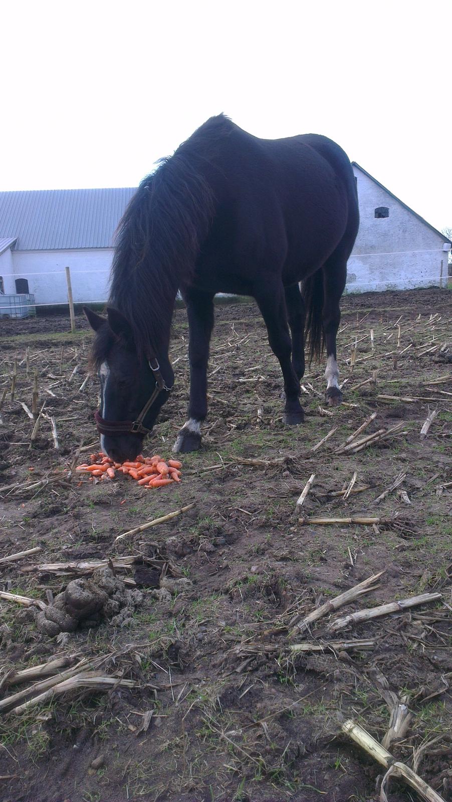 Dansk Varmblod Hjælmsbjergs Like a lady - Fold hygge Jan 2013 billede 10