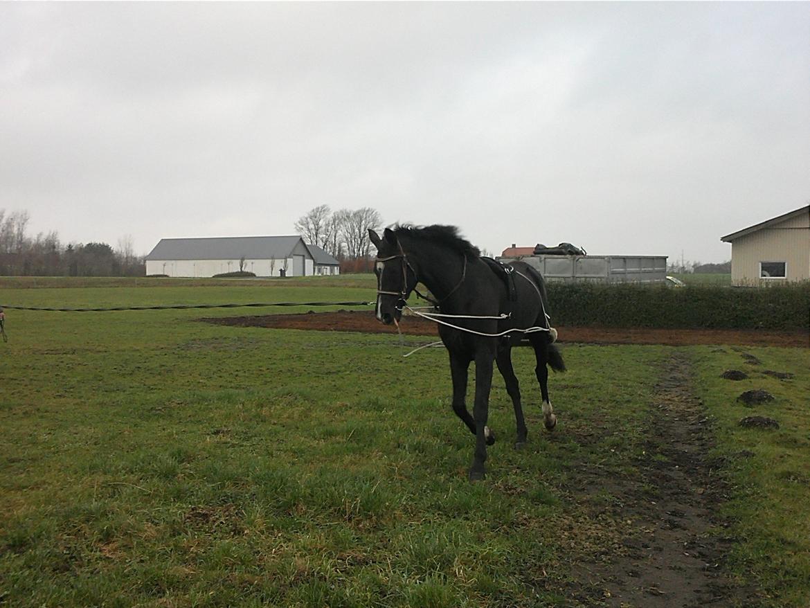 Dansk Varmblod Hjælmsbjergs Like a lady - Longe arbejde nov 2011 billede 11