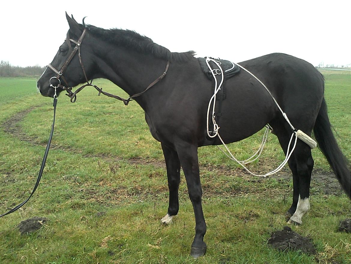 Dansk Varmblod Hjælmsbjergs Like a lady - I genoptræning nov 2011 billede 12