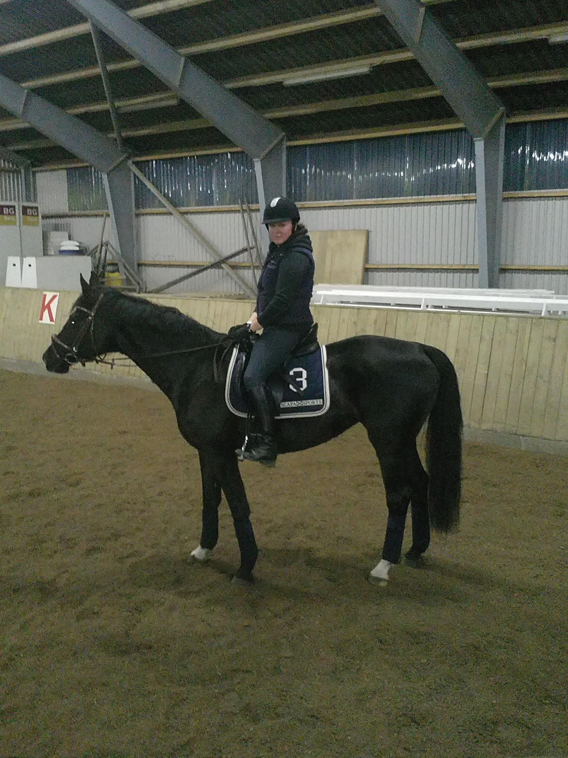 Dansk Varmblod Hjælmsbjergs Like a lady - Lidt genoptrænings ridning Jan 2012 billede 13