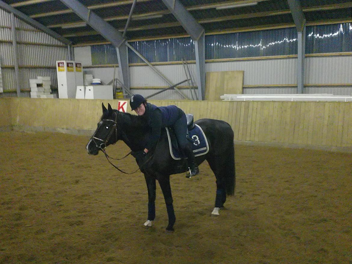 Dansk Varmblod Hjælmsbjergs Like a lady - Hygge Loxen :) Dejlige dame Jan 2012 billede 14