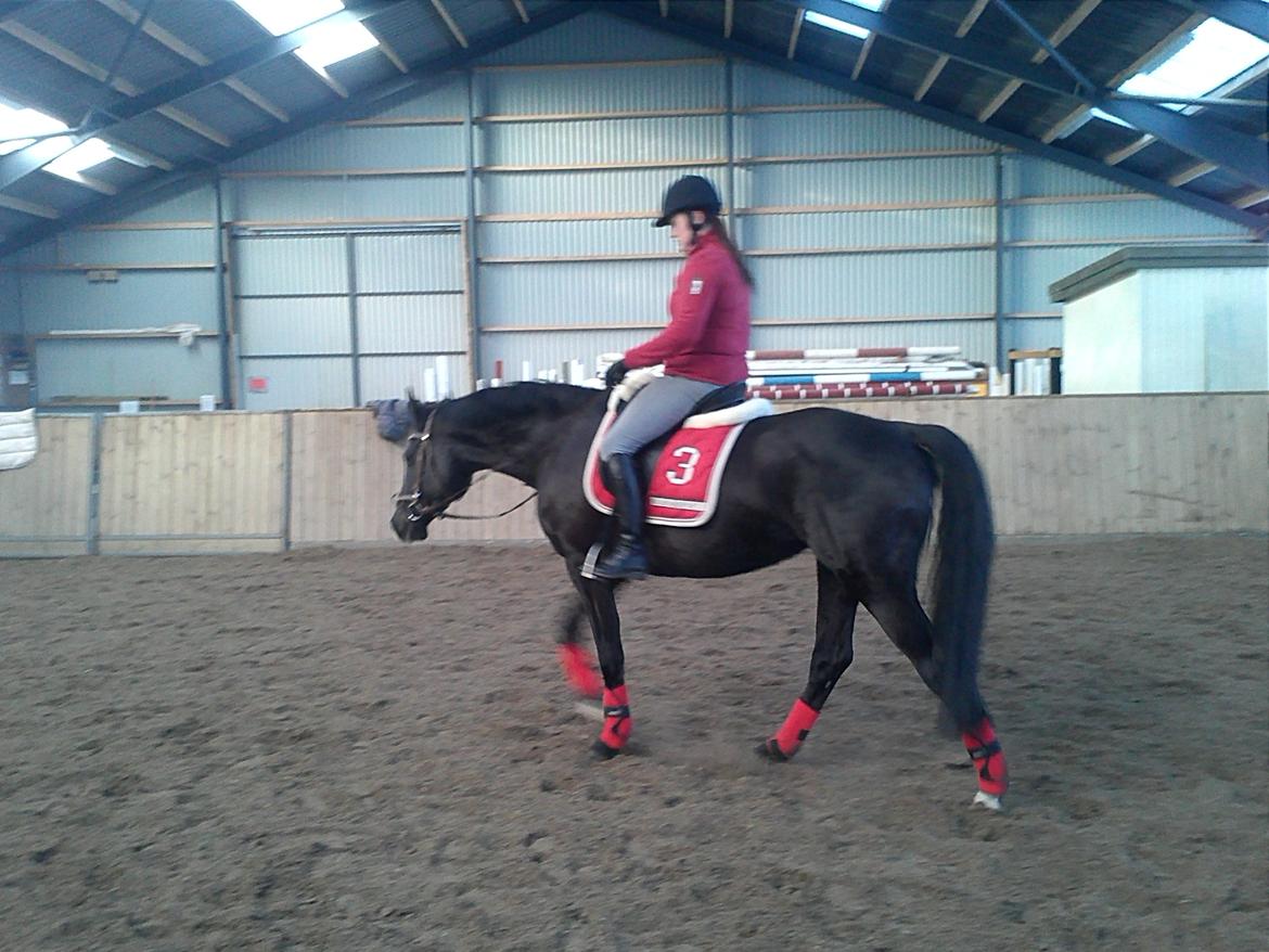 Dansk Varmblod Hjælmsbjergs Like a lady - Januar 2012 billede 15