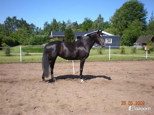 Dansk Varmblod Hjælmsbjergs Like a lady - Lånt af tidligere ejer Karina billede 16