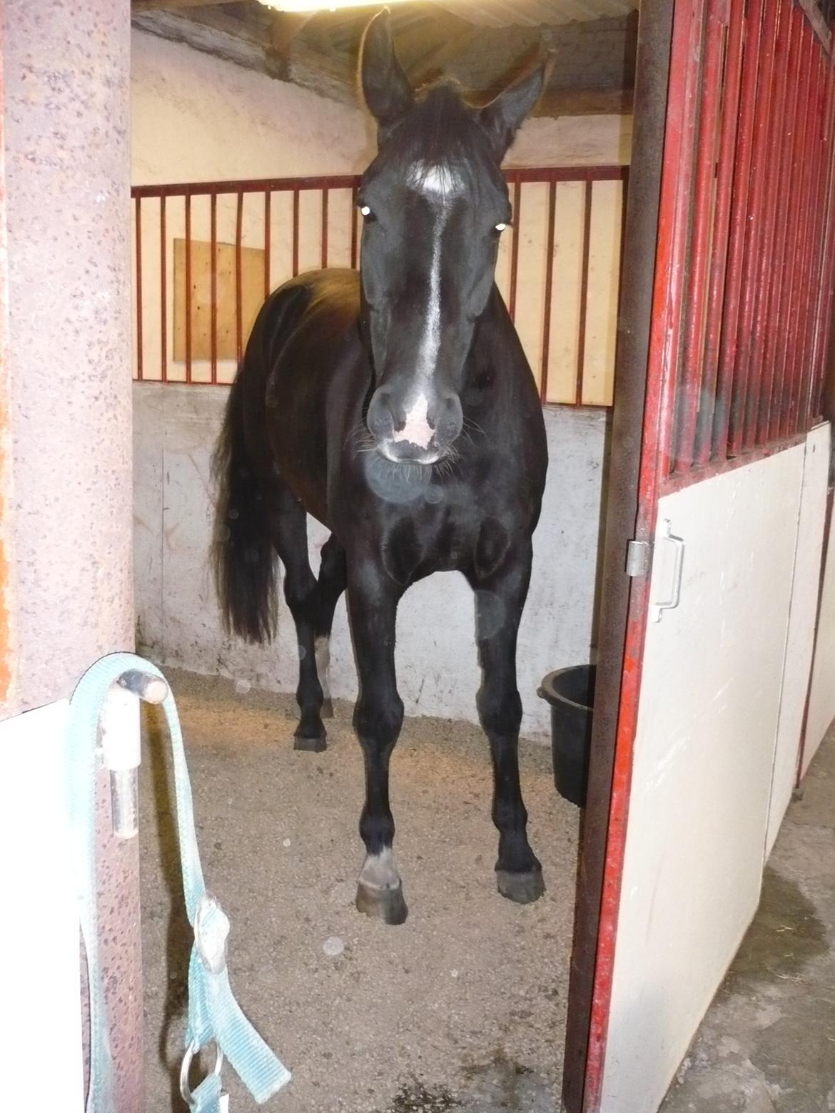 Dansk Varmblod Hjælmsbjergs Like a lady - Lox lige ankommet hos mig 29 / 9 2011  billede 17