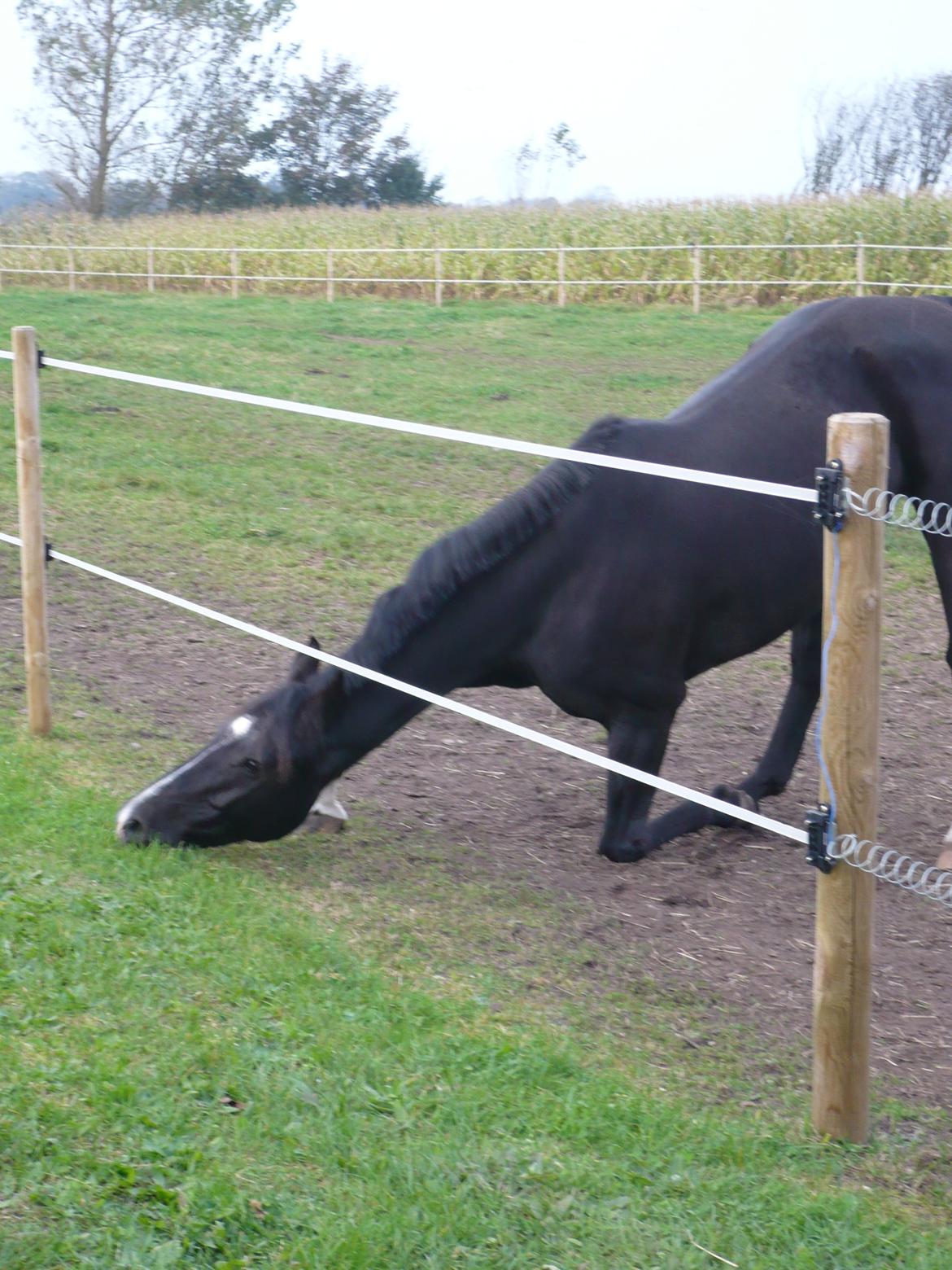 Dansk Varmblod Hjælmsbjergs Like a lady - Lox er SIKKER på græsset er grønnere på den anden side :) Skøre hest billede 18