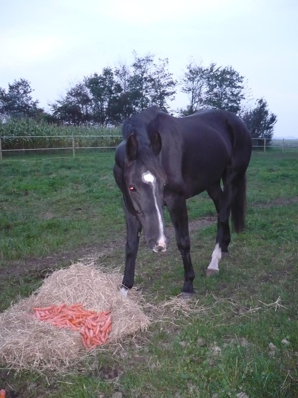 Dansk Varmblod Hjælmsbjergs Like a lady - Fra første dag på fold sep 2011 billede 19